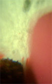 micro film thumb 1